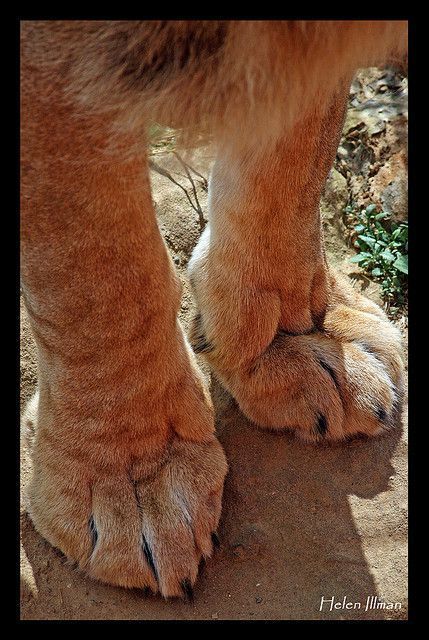 Lion Paws Reference, Big Cat Paws, Big Cat Anatomy, Lion Reference, Lion Paws, Kitty Paws, Female Lion, Panthera Leo, Wild Lion