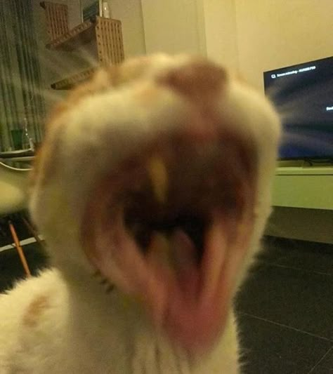 Screaming Cat Pfp, Congrats Cat Reaction Pic, Excited Screaming Reaction Pic, Screaming Cat Reaction Pic, Cat Laughing Reaction Pic, Screaming Singing Reaction Pic, Screaming Lyrics Reaction Pic, Chaotic Cat Pictures, Screaming To Music