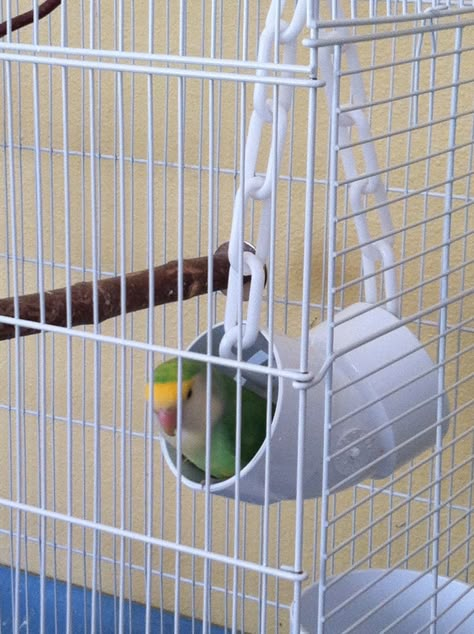 Dutch Blue, Goldie Big Bird Cage, Homemade Bird Toys, Parakeet Care, Cockatiel Toys, Diy Bird Cage, Parakeet Toys, Bird Room, Budgie Toys, Diy Bird Toys