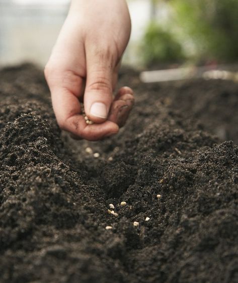 Lasagna Gardening, Canned Fruits, Biennial Plants, Veggie Snacks, Sunflower Garden, Garden Salad, Actor Picture, Replant, Planting Vegetables