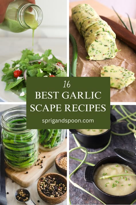 This collection of recipes is just what you need this garlic scape season! With delicious garlic scape recipes such as scape potato soup or garlic scape vinaigrette, you're sure to find lots of great ways to use up your garlic scapes. Garlic Scapes Recipes, Scape Pesto Recipe, Scape Recipes, Preserving Garlic, Garlic Scape Pesto, Asparagus Dishes, Harvesting Garlic, Garlic Scapes, Homegrown Food