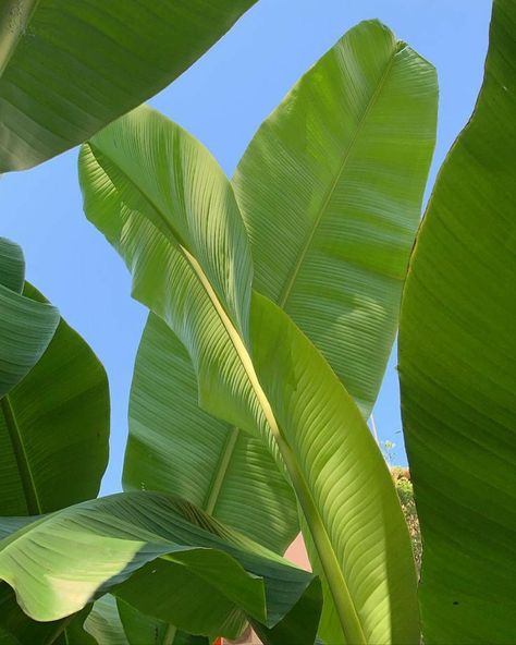 Tropical Nature Aesthetic, Hawaii Native Plants, Tropical Beach Photography, Tropical Flowers Aesthetic, Green Beach Aesthetic, Coconut Girl, Island Girl, Beach Aesthetic, Nature Aesthetic