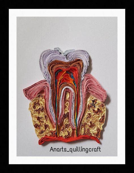 quilling teeth anatomy of teeth dental art dental creativity Endodontics Art, Dental Art Creative, Dentistry Art, Human Skull Anatomy, Smile Tips, Teeth Anatomy, Teeth Illustration, Dentist Art, Dental Posters