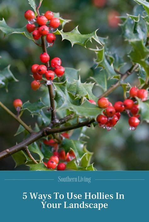 Holly Bushes In Landscaping, Holly Trees Landscaping, Holly Landscaping, Winterberry Holly, Winter Shrubs, Holly Bush, Edging Plants, Shade Garden Plants, Holly Tree