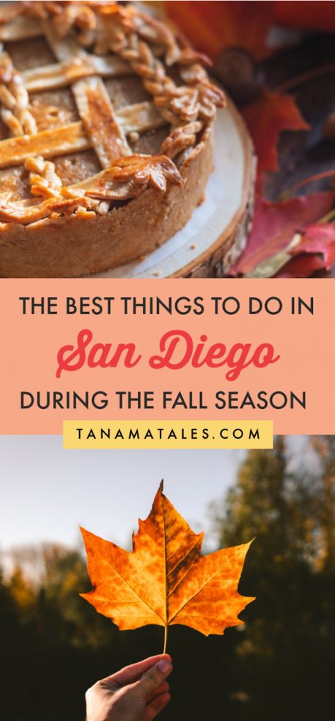 How to Spend Fall in San Diego: Things to do and Eat - Tanama Tales Fall Apple Cider, Pumpkin Patch Corn Maze, Fall California, Things To Do In La, Beach Things, Fall Road Trip, Pie Pumpkin, California Destinations, San Diego Travel