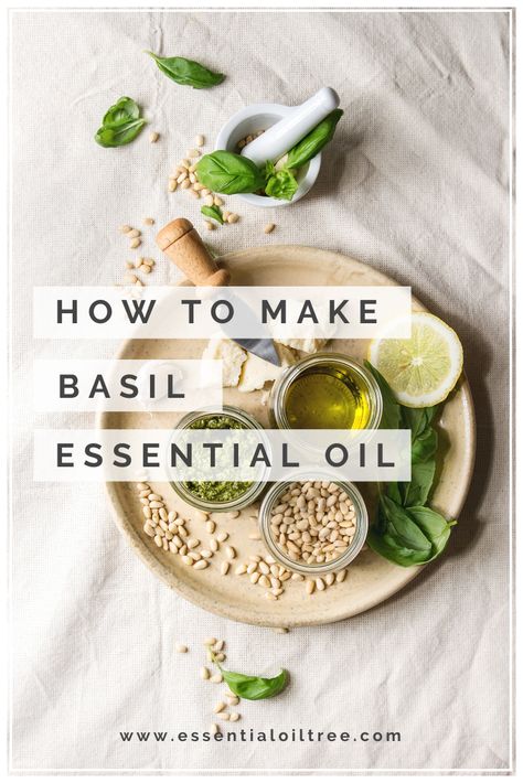 Basil Extract Diy, Basil Essential Oil Recipes, Diy Basil Essential Oil, How To Make Basil Essential Oil, Diy Basil Oil, How To Make Basil Oil, Basil Essential Oil Uses, Basil Oil Benefits, Basil Oil Recipe