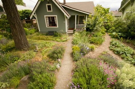 Backyard native garden Small Backyard Renovations, Front Side Yard Ideas, Native Landscape Design, Vermont Garden, Oregon Native Plants, Native Plant Landscaping, Grass Landscaping, Native Plant Landscape, Oregon Garden