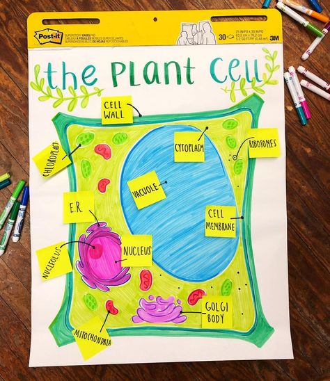 Plant And Animal Cells Anchor Chart, Plant And Animal Cells Project, Cells Anchor Chart, Biology Anchor Charts High Schools, Cell Anchor Chart, Middle School Science Anchor Charts, Dietitian Humor, Classroom Management Songs, Plant Cell Project