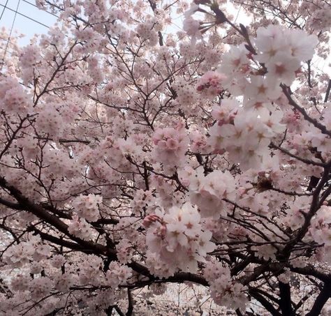 Soft Pink Theme, Sakura Tree, Nothing But Flowers, Japan Aesthetic, Flower Therapy, Pink Themes, Cherry Blossom Tree, Japanese Aesthetic, Spring Aesthetic