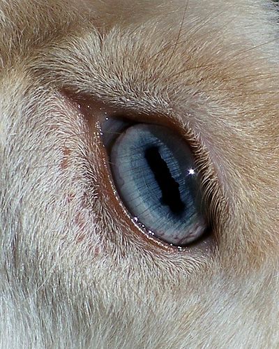 Nigerian Dwarf goat eye ....many Nigi's have blue eyes, which I LOVE! Our family hopes to get one doe with blue eyes and another with brown. :) Kunstjournal Inspiration, Visuell Identitet, Art Reference Photos, The Eye, Drawing Reference, Art Inspo, Goats, Art Reference, Sheep