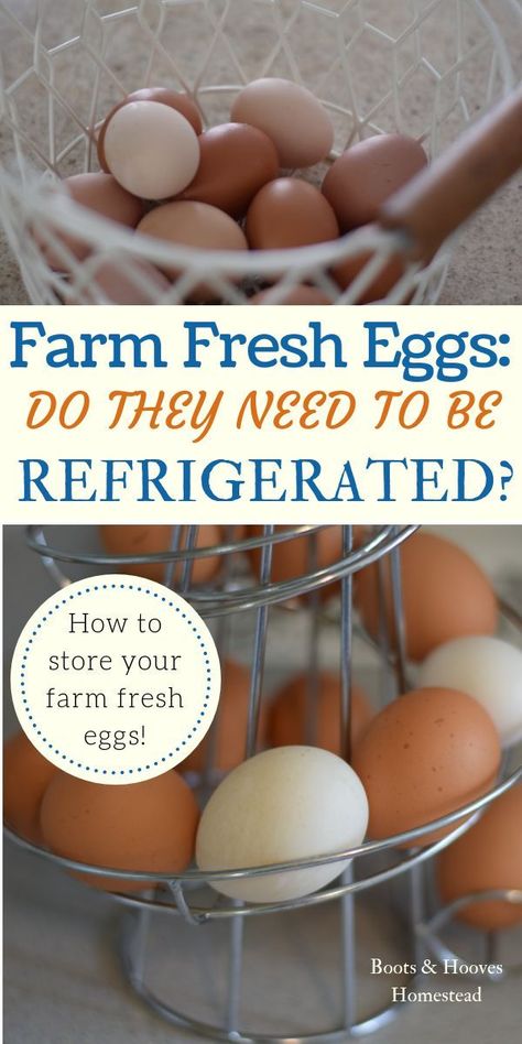 FARM FRESH EGGS: do they need to be refrigerated? A guide to storing farm fresh eggs. Do you need to refrigerate eggs? Fresh Chicken Eggs Storage, Storing Chicken Eggs, Storing Farm Fresh Eggs, Farm Eggs Storage, Fresh Farm Eggs, Chicken Eggs Storage, Chicken Egg Storage Ideas, Farm Egg Storage, Farm Fresh Eggs Storing