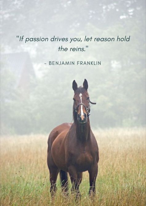 Equine Quotes, Inspirational Horse Quotes, Horse Riding Quotes, Equestrian Quotes, Cowboy Quotes, Riding Quotes, Country Girl Quotes, Quotes About Motherhood, Horse Quotes