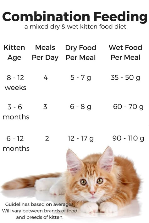 Kitten Checklist, Feeding Kittens, Pet Food Recipes, Kitten Stuff, Cat Breeding, Cat Food Recipes, Kitty Care, Homemade Cat Food, Cat Nutrition