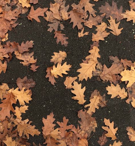 Crunchy Leaves, Playlist Covers, Spotify Playlist, Find Beauty, Fall Leaves, Little Things, Autumn Leaves, Art Inspo, Collage