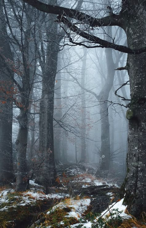 Late Autumn is a photograph by Elena Salminen. Misty day in the forest. Source fineartamerica.com Beautiful Forest, Forest Photography, Walk In The Woods, Tree Forest, Winter Forest, Into The Woods, Dark Forest, Nature Aesthetic, Nature Landscape