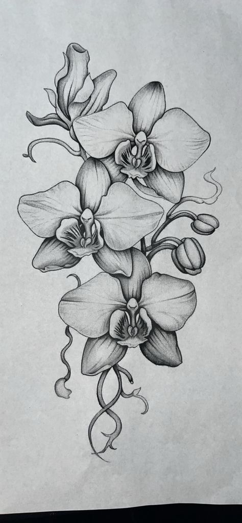 Flower Drawing Reference Photo, Large Orchid Tattoo, Drawing Of Orchids, Graphite Flower Drawing, Orchid Flower Sketch, Orchid Pencil Drawing, Singapore Orchid Tattoo, Drooping Flowers Drawing, Orchid Mandala Tattoo