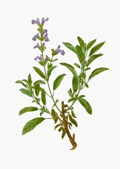 Garden Sage, Sage Plant, Salvia Officinalis, Plant Vector, Botanical Wall Decor, Illustration Botanique, Botanical Art Prints, Botanical Artwork, Vintage Botanical Prints