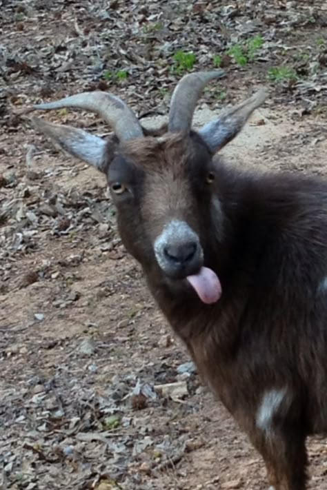 #mocha #goat #funny Goat Funny, Silly Goat, Funny Goat, Cute Goat, Goats With Horns, Goat Smiling, Screaming Goats Funny, Screaming Goats Videos, Goat Paintings