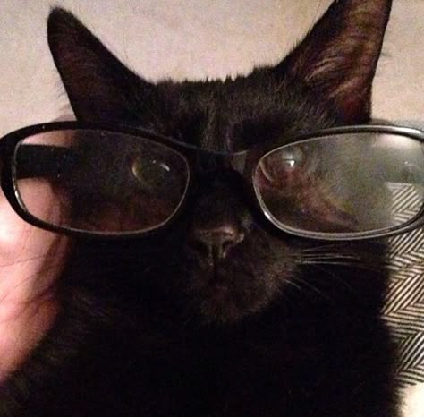 My Black Baby Cat Agro. His Future Is So Bright He's Gotta Wear Shades! Cat Pfps, Cat With Glasses, Cute Pfps, Baby Cat, Cat Icon, Black Baby, Wearing Glasses, Silly Animals, My Black