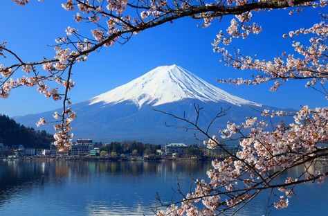 Volcano | Volcanoes Around The World | Rough Guides Gunung Fuji, Japan Tourist, Mount Fuji Japan, Japan Cherry Blossom, Fuji Mountain, Cherry Blossom Japan, Monte Fuji, Mt Shasta, Mont Fuji