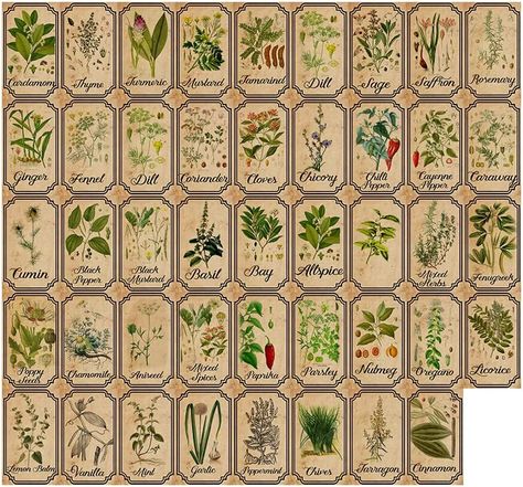 Amazon.com : Herb and Spice Apothecary Labels Vintage Labels Stickers for Jars Bottles Tags : Office Products Halloween Bottle Labels, Herb Labels, Apothecary Decor, Mason Jars Labels, Potion Labels, Apothecary Labels, Spice Jar Labels, Kitchen Labels, Spice Labels