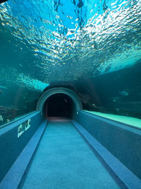 Pool Tunnel, Aquarium Tunnel, Water Tunnel, Underwater Tunnel, Exhibition Project, Experimental Fashion, Arts Project, Exhibition Room, Water Blue