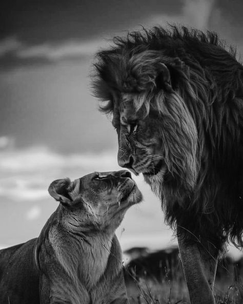 Lion Couple Photography, 2 Lion Photo, Lion And Lioness Wallpaper, Aslan Wallpapers, Lioness Aesthetic, Photo To Draw, Aesthetic Lion, Lion Aesthetic, Lion Lioness