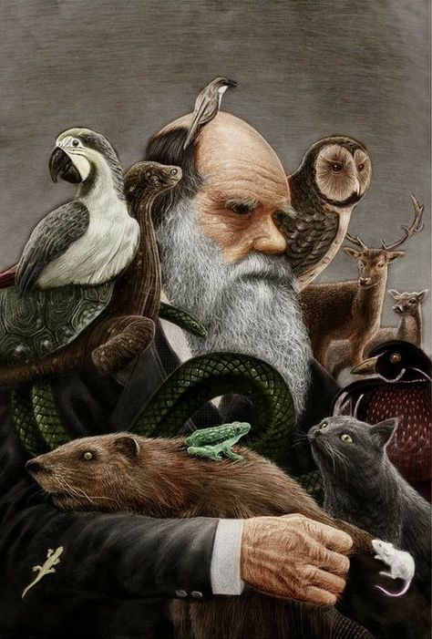 Charles Darwin Evolution, Darwin Evolution, Evolution Art, Growth And Evolution, Biology Art, Science Illustration, Charles Darwin, Primates, Science Art