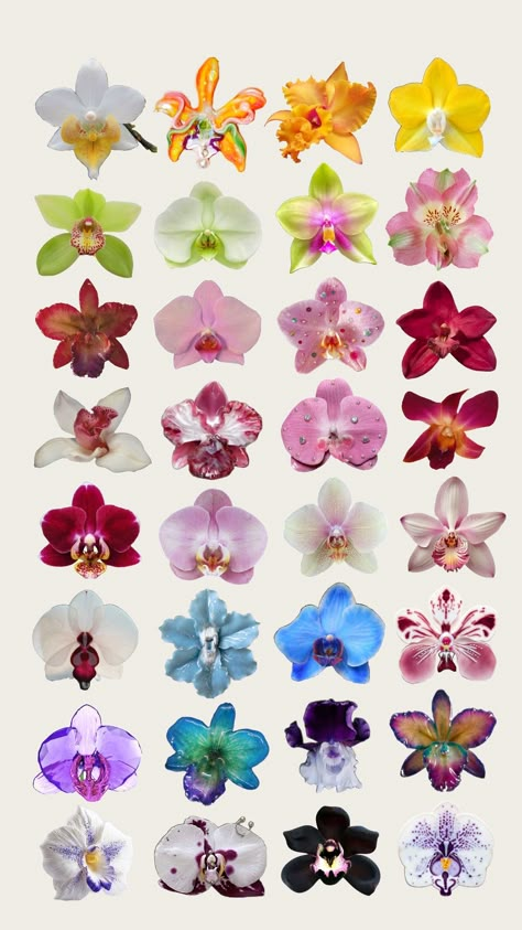 #orchid #flowers #icon #orchidicons #springtime #unique #objects Orchid Flower Aesthetic Wallpaper, Junk Journal Flowers, Different Types Of Orchids, Orchid Bouquet Aesthetic, Orchid Reference, Orchids On Trees, Orchid Color Palette, Orchid Flower Aesthetic, Surrealism Flowers