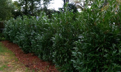 Love this plant...Skip Laurels (botanical name is Prunus laurocerasus 'Schipkaensis',) Skip Laurel, Laurel Shrub, Laurel Plant, Bamboo Garden Fences, Cherry Laurel, Laurel Hedge, Fast Growing Evergreens, Privacy Hedge, Front Landscape