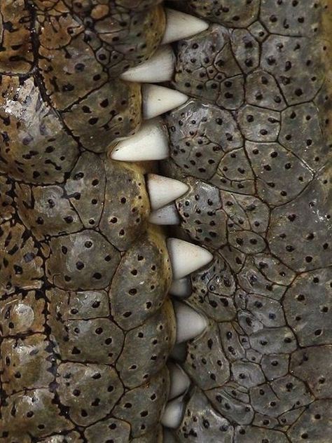 Macro Fotografia, Crocodiles, Reptiles And Amphibians, Animal Skin, Natural Forms, Patterns In Nature, Color Textures, Amphibians, Macro Photography