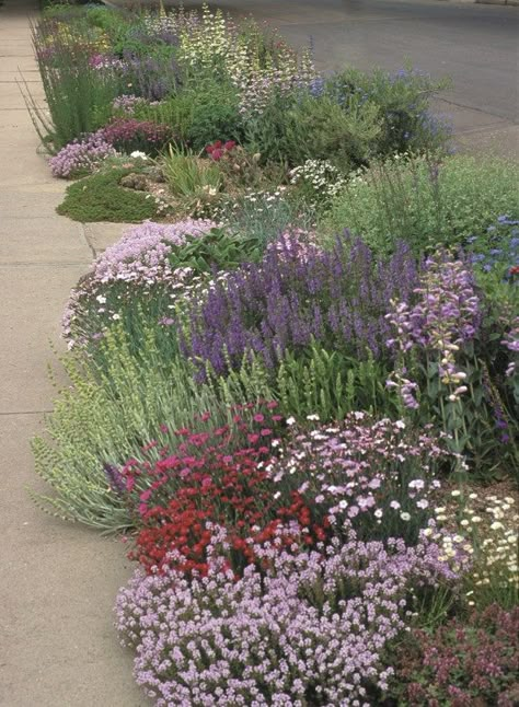 Strip Garden, High Country Gardens, Low Water Gardening, Country Gardens, Garden Nursery, Water Gardens, Mediterranean Garden, Drought Tolerant Plants, Plant Combinations