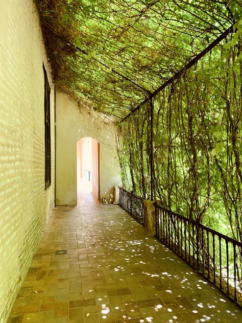 No filter... The green shone through this wall of vines which provided some much needed shade on this sunny HOT day in Seville, Spain. Vines On Home Exterior, Lattice Vine Wall, Vine Covered Wall, Vine Wall Outdoor, Vine Garden Ideas, Wire Pergola, Overgrown Vines, Wall Vines, Vine Fence