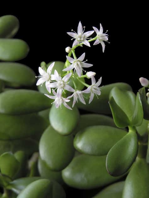 Jade plants are common houseplants that even the most novice of gardeners can grow successfully. Does a jade plant bloom? Getting a jade plant to bloom requires mimicking its native growing conditions. This article can help with that. Jade Plant Care, Jade Bonsai, Lucky Plant, Jade Plant, Crassula Ovata, Succulent Gardening, Best Indoor Plants, Jade Plants, Plants Succulents