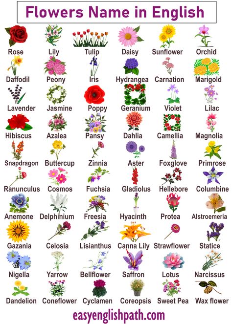 List of All Flowers Name in English with Pictures. A to Z Flowers Name in English All Flowers Name List, Types Of Wildflowers Names, Name Of Flowers List, Flower Language Alphabet Tiktok, Flower Language Tiktok, Names Of Flowers With Pictures, Unique Flower Names, All Flowers Name, Flowers And Their Names