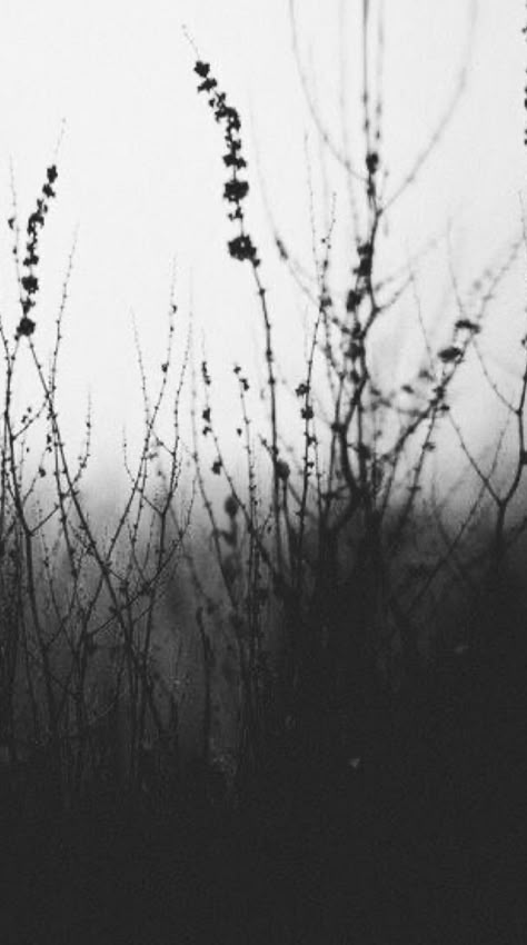 Mystic Photography, Dark Prints, Mystic Illustration, Dark Forest Aesthetic, Shadow Drawing, Flowers Simple, Blurred Background Photography, Moody Art, Forest Aesthetic