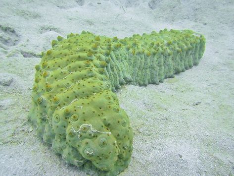 Sea Cucumbers, Brittle Star, Cucumber Canning, Sea Cucumber, Marine Fish, Sea Lion, Organic Matter, Underwater World, Sea Animals