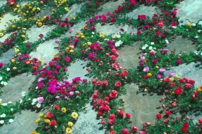 Walkway Flowers, Creek Bed Landscaping, Fence Driveway, Portulaca Flowers, Rose Moss, Flower Borders, Outside Of The House, Lip Jelly, Trying To Survive