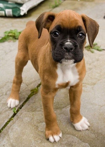 Boxer And Baby, Muhammed Ali, Cute Boxers, Cesar Millan, Dog White, Boxer (dog), Boxer Puppy, Boxer Puppies, Boxer Dogs