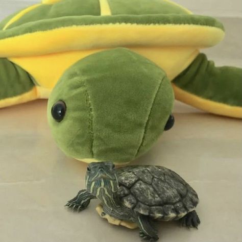 Addicted For Now, Sea Turtle Pictures, Cute Tortoise, Baby Tortoise, Pet Turtle, Turtle Tank, Tortoise Turtle, Rina Kent, Cute Small Animals