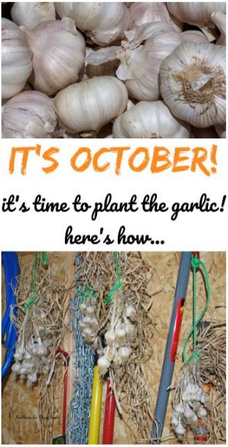 October Planting, Seed Harvesting, When To Plant Garlic, How To Plant Garlic, Gardening Tomatoes, Plant Garlic, Gardening Club, Grow Garlic, Vegetable Planting