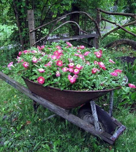 Wheelbarrow Planter Ideas, Wheel Barrel Planter, Wheelbarrow Decor, Garden Flower Ideas, Wheelbarrow Planter, Flower Pot Ideas, Wheelbarrow Garden, Wheel Barrow, Wheelbarrows