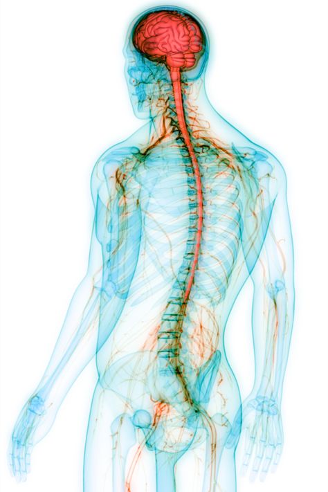 The Central Nervous System (CNS) consists of the brain and spinal cord. It is the primary control center for the body, responsible for processing sensory information, regulating motor functions, and coordinating all cognitive and neural activities. The CNS interprets sensory inputs and directs appropriate responses, playing a crucial role in functions like thought, emotion, and homeostasis. Healing Reflexology, Brain And Spinal Cord, Glial Cells, Occipital Lobe, Craniosacral Therapy, Cerebral Cortex, Brain Structure, White Matter, Peripheral Nerve