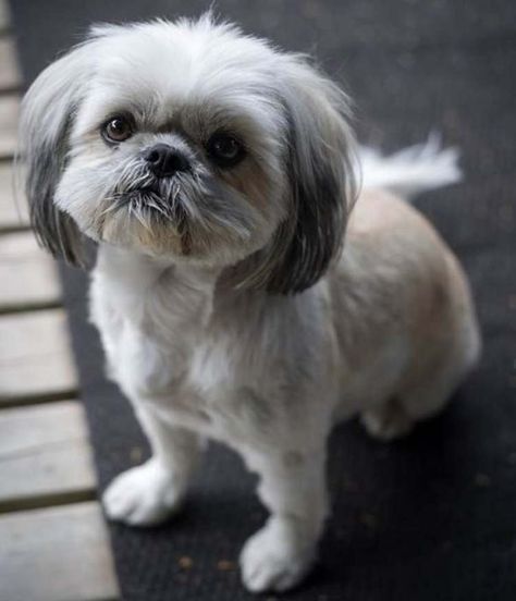 Shih Tzu Long Hair, Homemade Doggie Treats, Shih Tzu Puppy Cut, Baby Shih Tzu, Lhasa Apso Puppies, Dog Shih Tzu, Best Puppy Food, Shih Tzu Haircuts, Hypoallergenic Dog Breed