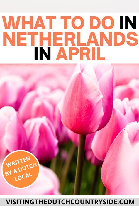 Tulip Season Netherlands, Tulips In Amsterdam, Bucket Lists Ideas, Dutch Countryside, Travel Amsterdam, Tulip Season, Tulip Field, Lists Ideas, Spring Travel