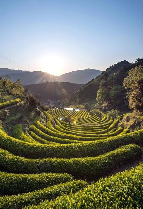 Green Tea Farm, Katsuura, Wakayama  - Landscape Architects Network Wakayama Japan, Tea Farm, Wakayama, Kamakura, Land Art, Oh The Places Youll Go, Places Around The World, Japan Travel, Maldives