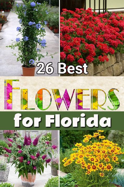 Florida's climate can be challenging for many plants! If you want Best Flowers to Plant in Florida, you're at the right place! Flowers To Grow In Florida, Flower Arrangements Spring, Florida Plants Landscaping, Paint Wedding, Flower Nail Design, Florida Flowers, Ideas Garden Design, Wallpaper Garden, Flowers To Plant