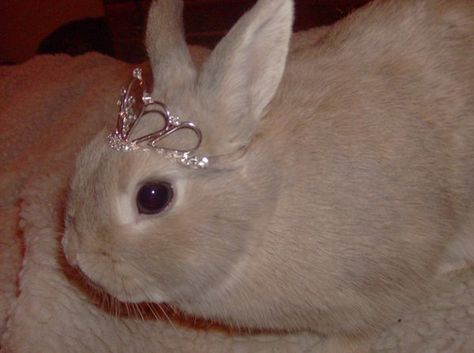 Tiara bunny by HuskyHugs on DeviantArt Tiara Butterfly, Pretty Animals, Silly Animals, Jolie Photo, Little Animals, Cute Little Animals, Cute Bunny, So Me, Just A Girl