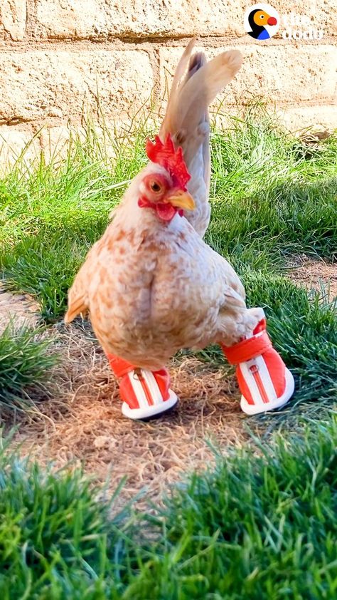 Chicken Shoes, Babysitting Hacks, Chicken Clothes, Nursery Games, Chicken Bird, Chicken Garden, Boot Shoe, Cute Chickens, Chicken Humor