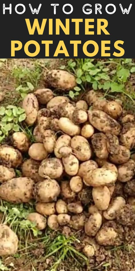 Learn how to grow winter potatoes with these easy step by step instructions. Growing Potatoes Indoors Winter, Growing Potatoes In The Fall, Can You Plant Potatoes In The Fall, Winter Veggies To Grow, Growing Potatoes In Containers Diy, Winter Planting Vegetables, Grow Potatoes In A Bucket, Container Potatoes Gardening, Potato Growing Ideas